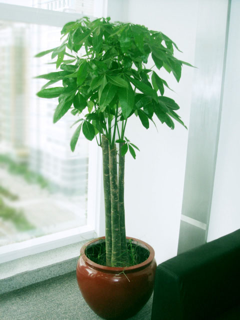 ͼƬ鿴