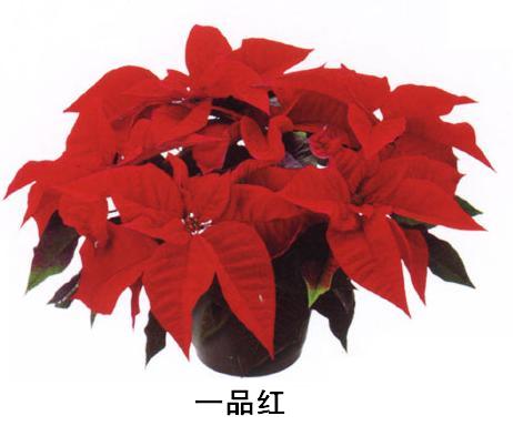 ͼƬ鿴